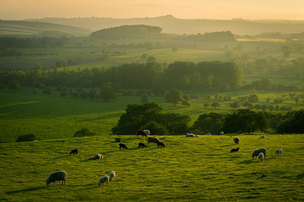 View of the Yorkshire countryside, with sheep grazing in a field
