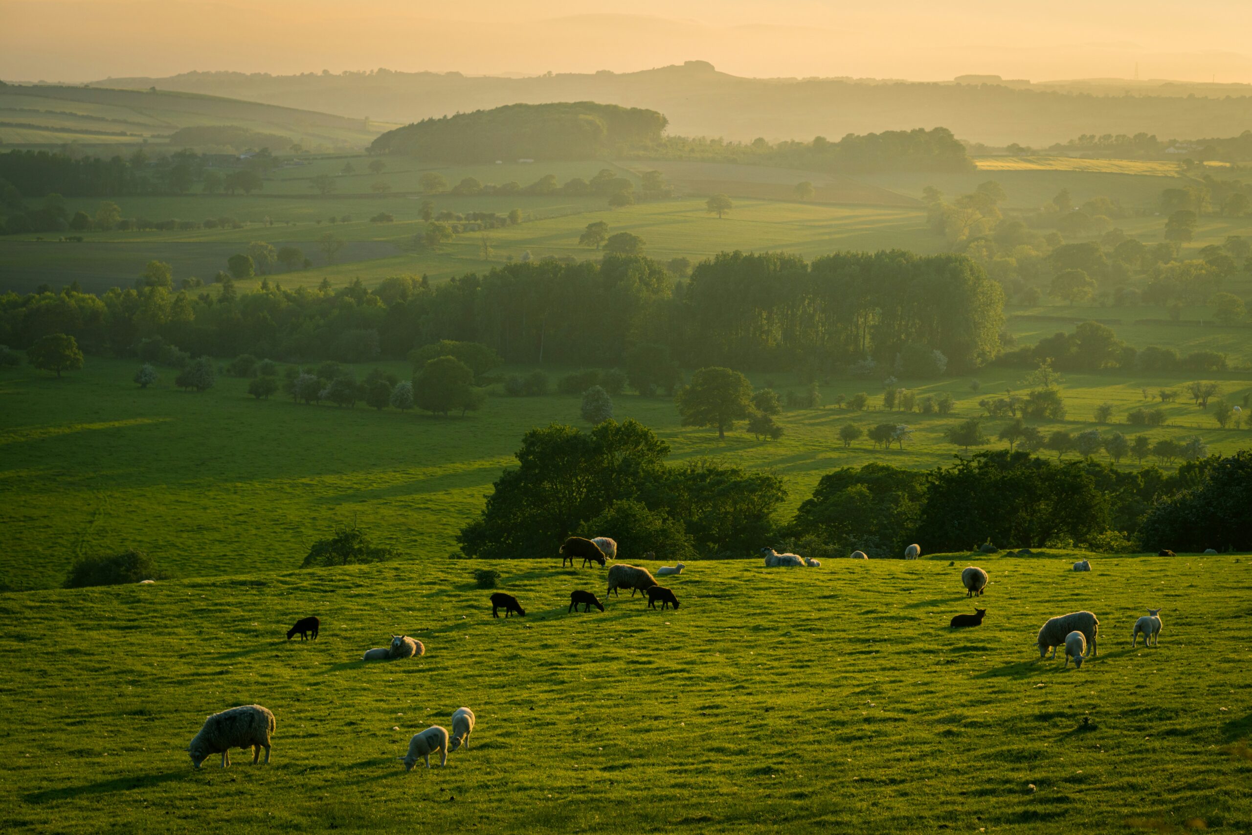 View of the Yorkshire countryside, with sheep grazing in a field